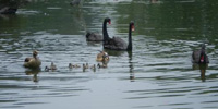 Animais no Parque do Carmo