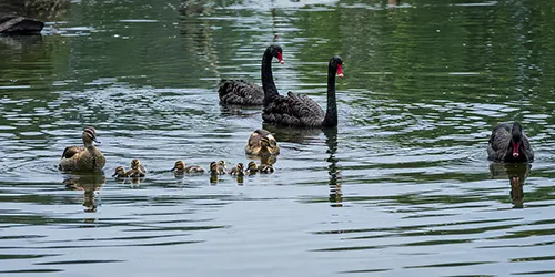 Animais no Parque do Carmo